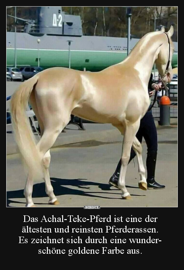 Das Achal-Teke-Pferd ist eine der ältesten und reinsten.. - Lustige Bilder | DEBESTE.de