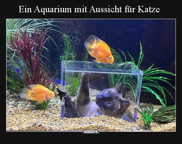 Ein Aquarium mit Aussicht für Katze.. - Lustige Bilder | DEBESTE.de