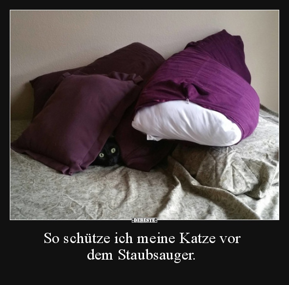 So schütze ich meine Katze vor dem Staubsauger... - Lustige Bilder | DEBESTE.de