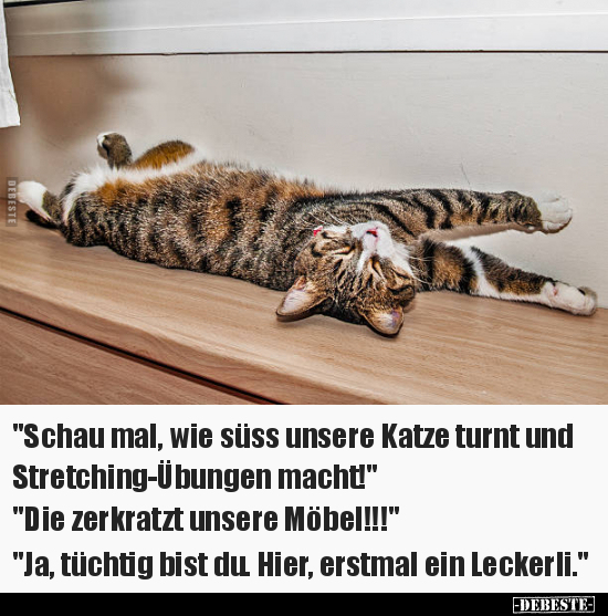 "Schau mal, wie süss unsere Katze turnt.." - Lustige Bilder | DEBESTE.de