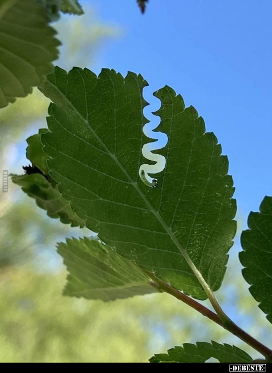  - Lustige Bilder | DEBESTE.de