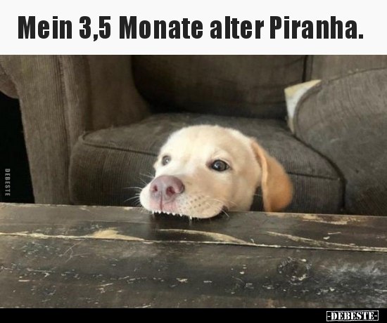 Mein 3,5 Monate alter Piranha... - Lustige Bilder | DEBESTE.de