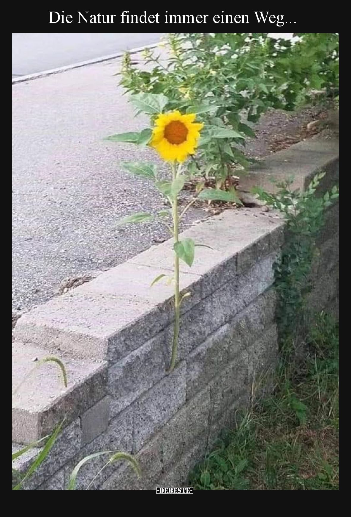 Die Natur findet immer einen Weg...