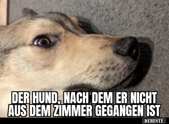 Der Hund, nach dem er nicht aus dem Zimmer gegangen.. - Lustige Bilder | DEBESTE.de