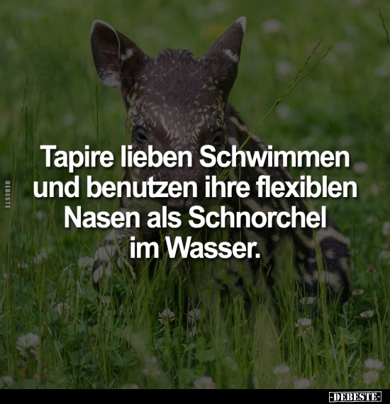 Tapire lieben Schwimmen und benutzen.. - Lustige Bilder | DEBESTE.de