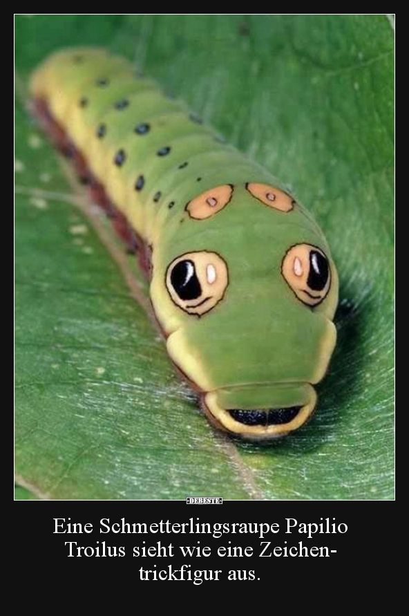 Eine Schmetterlingsraupe Papilio Troilus sieht wie eine..