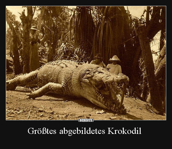 Größtes abgebildetes Krokodil.. - Lustige Bilder | DEBESTE.de