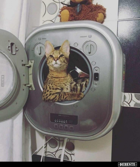 Was?