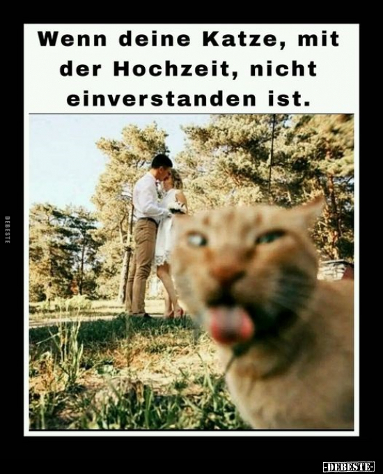 Wenn deine Katze, mit der Hochzeit, nicht einverstanden ist.. - Lustige Bilder | DEBESTE.de