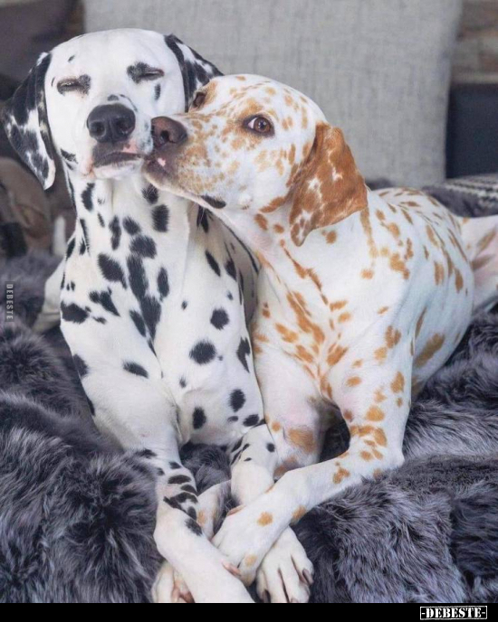  - Lustige Bilder | DEBESTE.de