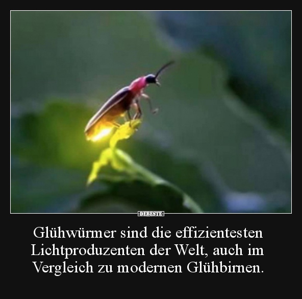 Glühwürmer sind die effizientesten Lichtproduzenten der.. - Lustige Bilder | DEBESTE.de