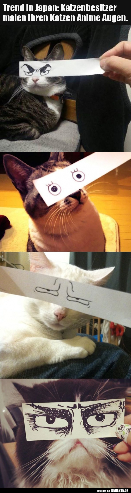 Trend in Japan: Katzenbesitzer malen ihren Katzen Anime.. - Lustige Bilder | DEBESTE.de