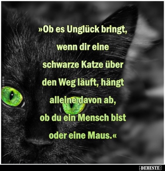 "Ob es Unglück bringt, wenn dir eine schwarze Katze über.." - Lustige Bilder | DEBESTE.de