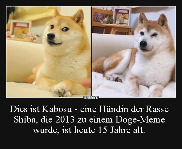 Dies ist Kabosu - eine Hündin der Rasse Shiba, die 2013 zu.. - Lustige Bilder | DEBESTE.de