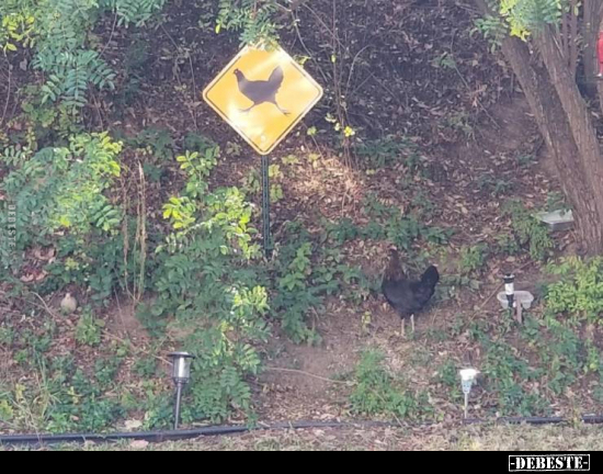  - Lustige Bilder | DEBESTE.de