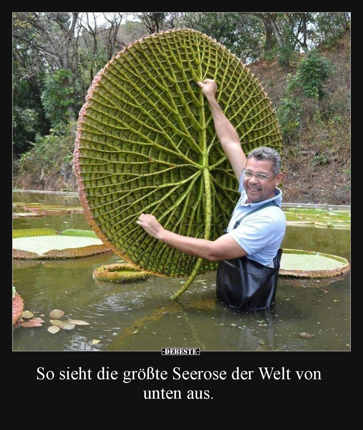 So sieht die größte Seerose der Welt von unten aus.