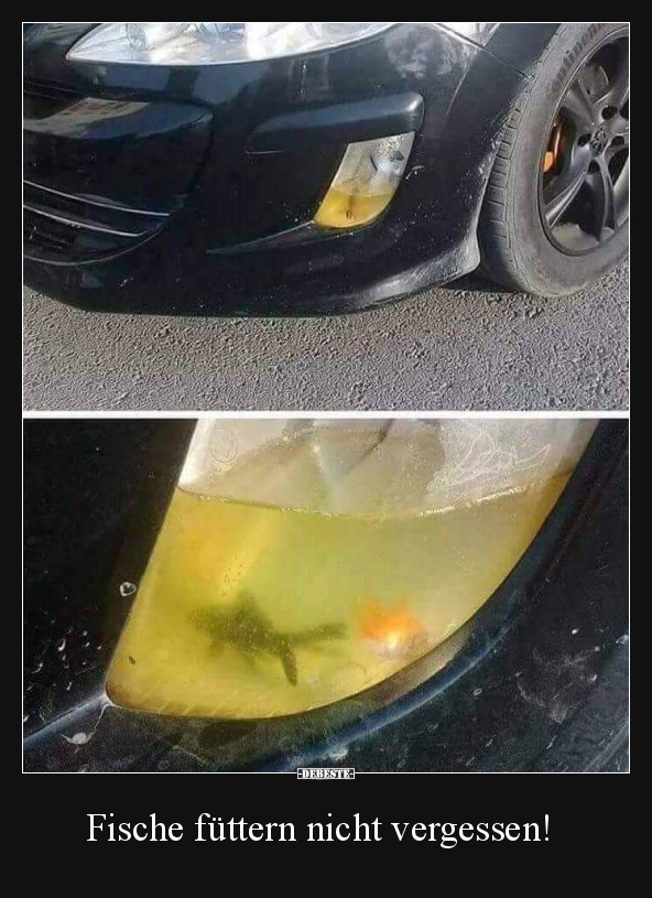 Fische füttern nicht vergessen!