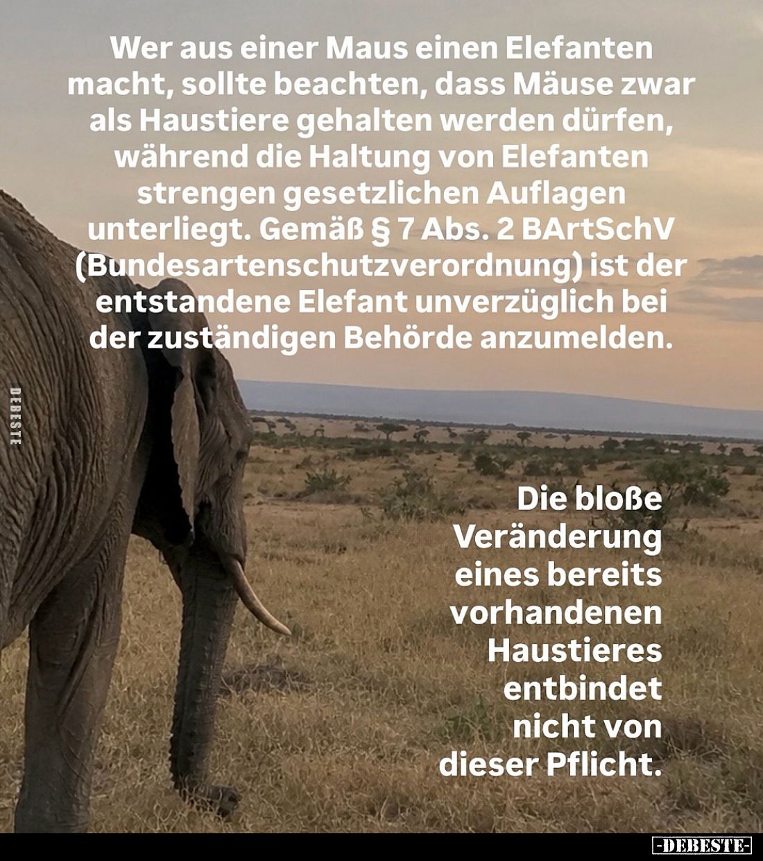 Wer aus einer Maus einen Elefanten macht, sollte beachten, dass Mäuse zwar als Haustiere gehalten werden dürfen, während die ...
