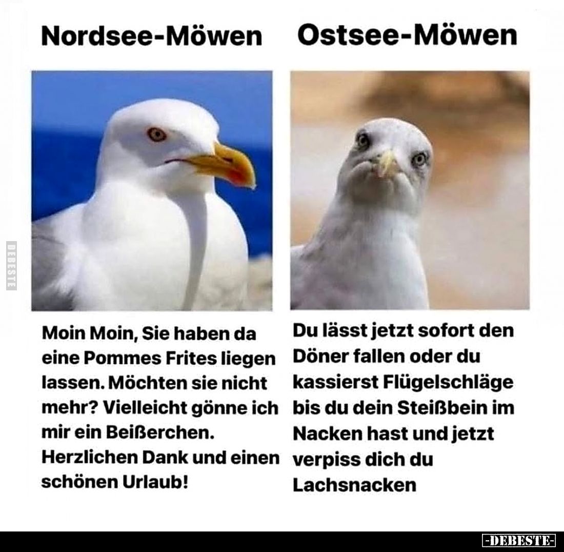 Nordsee-Möwen:
Moin Moin, Sie haben da eine Pommes Frites liegen lassen. Möchten sie nicht mehr? Vielleicht gönne ich mir ei...