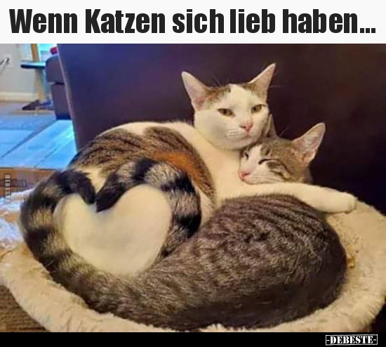 Wenn Katzen sich lieb haben... - Lustige Bilder | DEBESTE.de