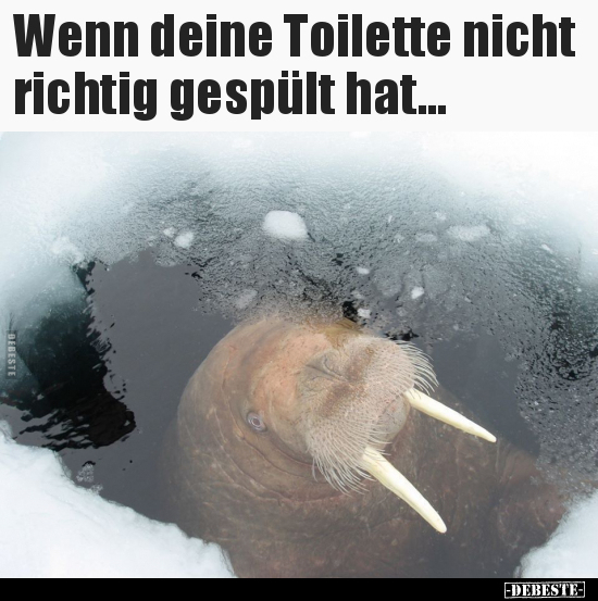 Wenn deine Toilette nicht richtig gespült hat... - Lustige Bilder | DEBESTE.de