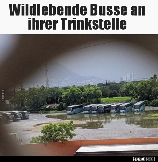 Wildlebende Busse an ihrer Trinkstelle..