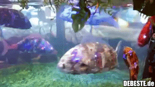 Unglaublich realistische Roboterfische in Japan.. - Lustige Bilder | DEBESTE.de