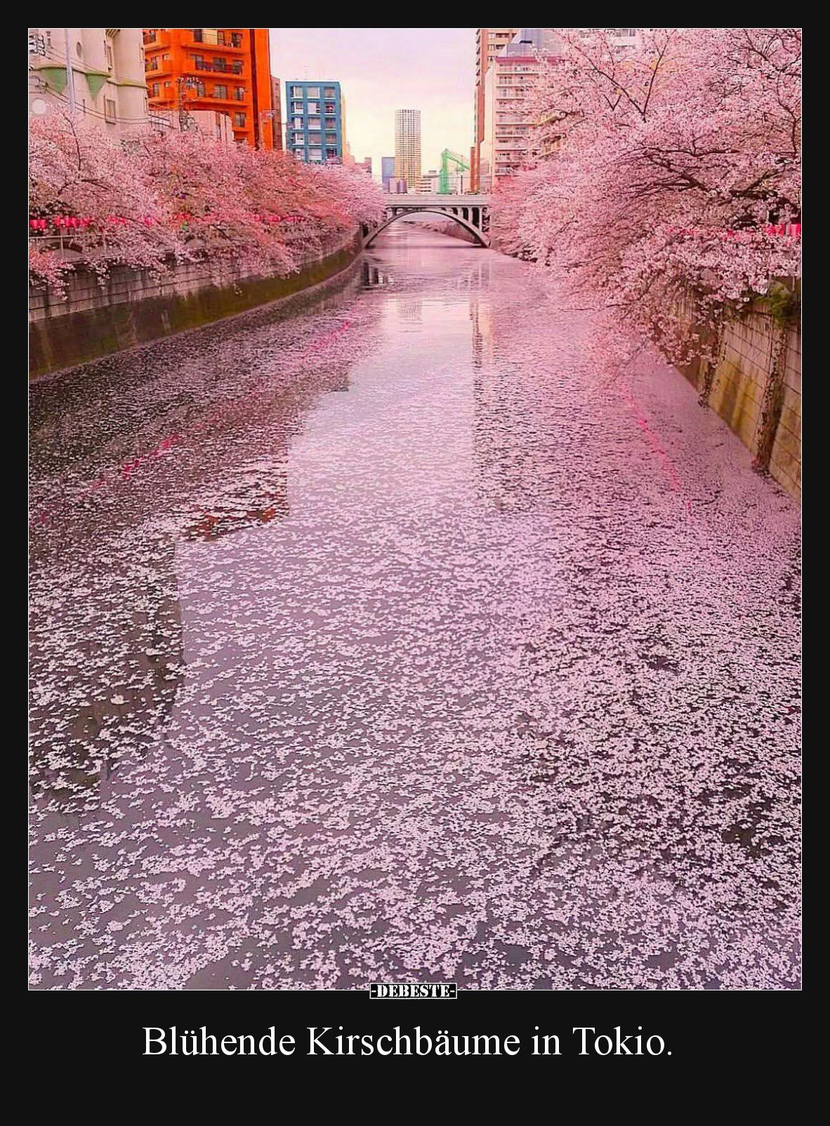 Blühende Kirschbäume in Tokio.