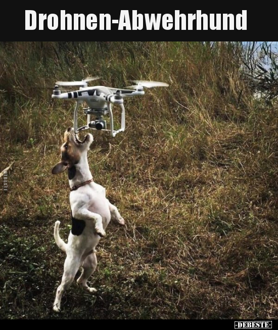 Drohnen-Abwehrhund.. - Lustige Bilder | DEBESTE.de