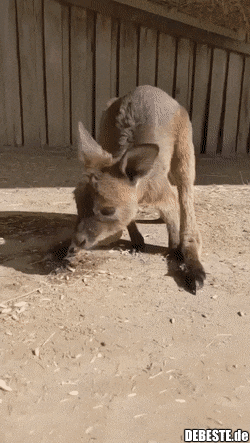  - Lustige Bilder | DEBESTE.de