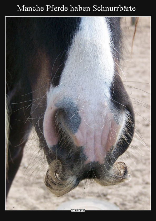 Manche Pferde haben Schnurrbärte.. - Lustige Bilder | DEBESTE.de