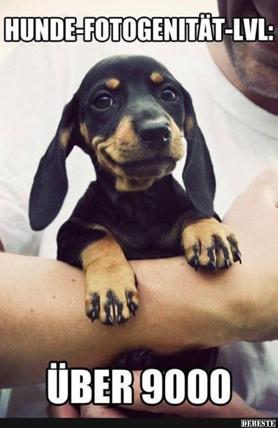Hunde-Fotogenität-Level: Über 9000