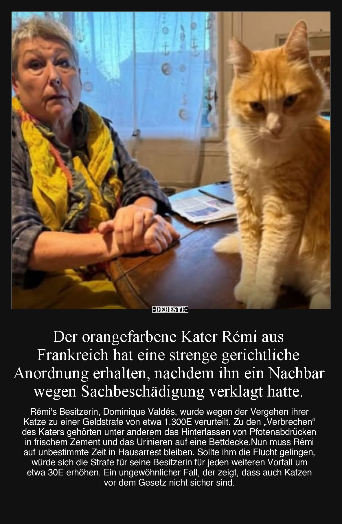 Der orangefarbene Kater Rémi aus Frankreich hat eine strenge gerichtliche Anordnung erhalten, nachdem ihn ein Nachbar wegen S...