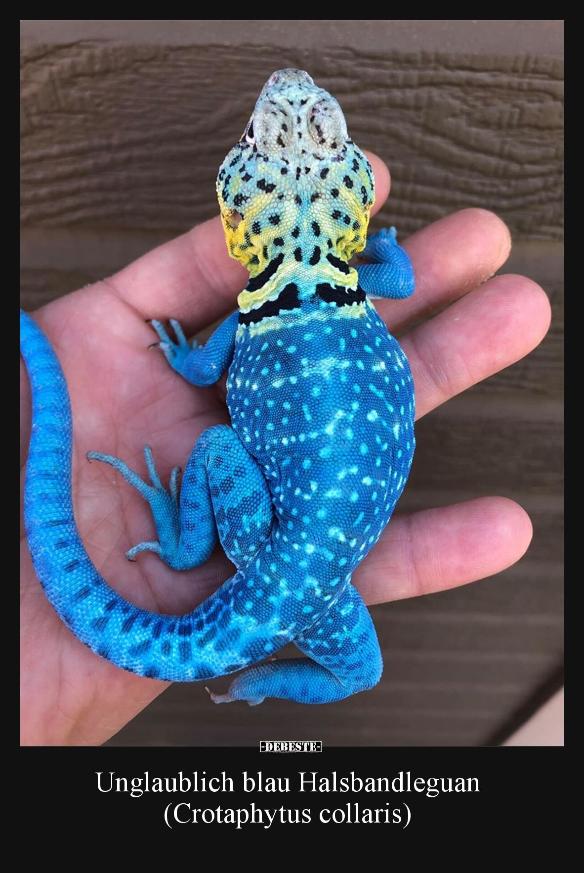 Unglaublich blau Halsbandleguan (Crotaphytus collaris)