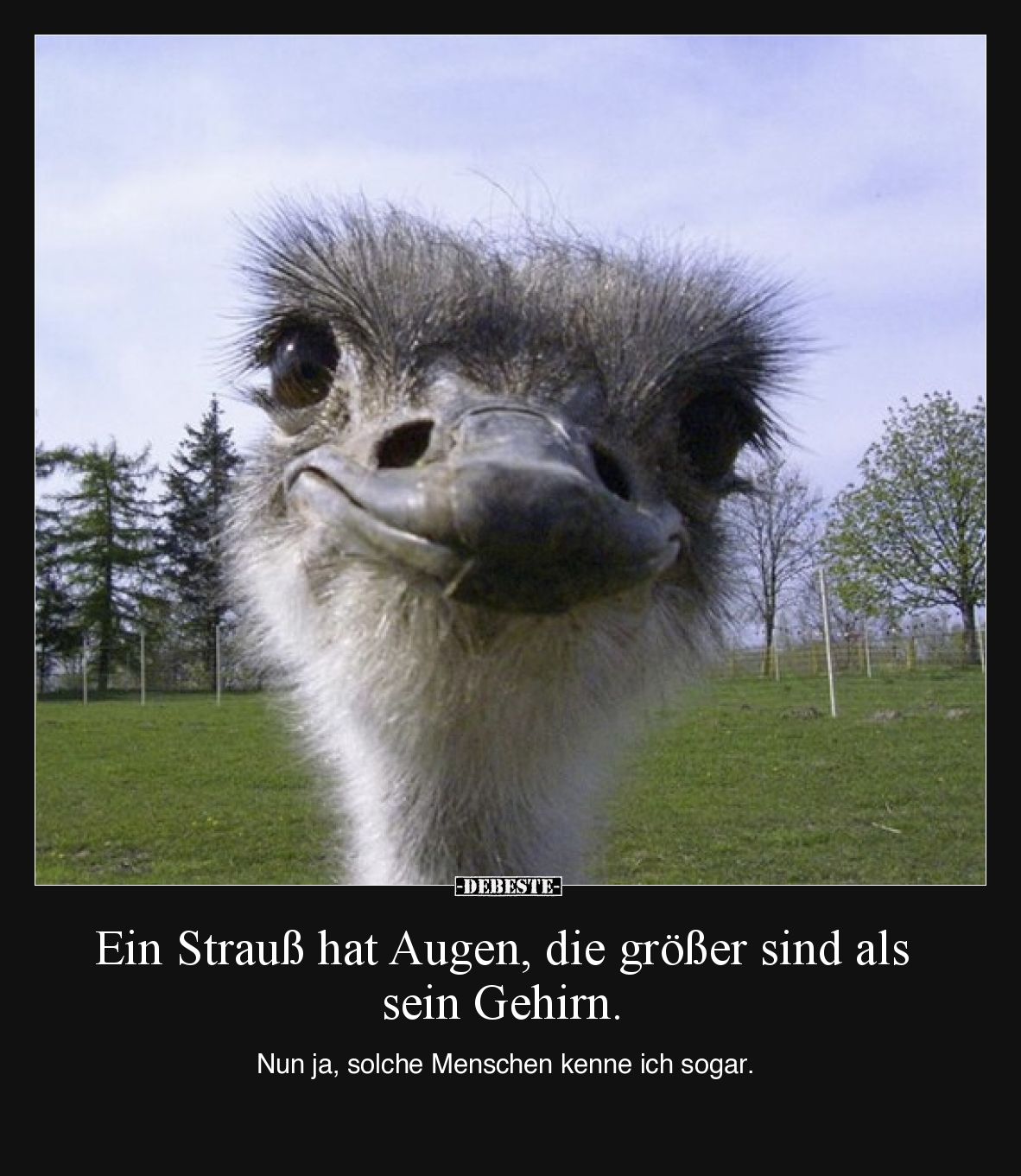 Ein Strauß hat Augen, die größer sind als sein Gehirn. Nun ja, solche Menschen kenne ich sogar.