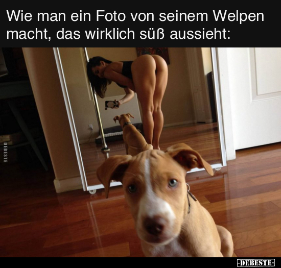 Wie man ein Foto von seinem Welpen macht.. - Lustige Bilder | DEBESTE.de