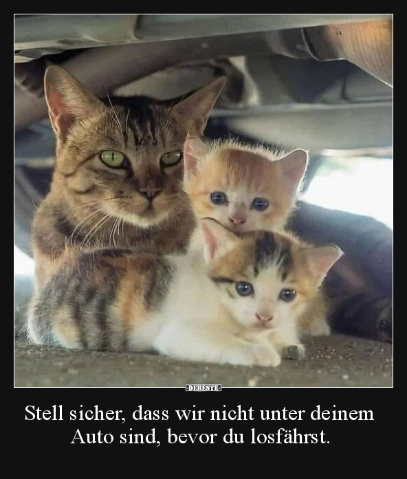 Stell sicher, dass wir nicht unter deinem Auto sind, bevor.. - Lustige Bilder | DEBESTE.de