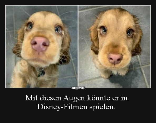 Mit diesen Augen könnte er in Disney-Filmen spielen... - Lustige Bilder | DEBESTE.de