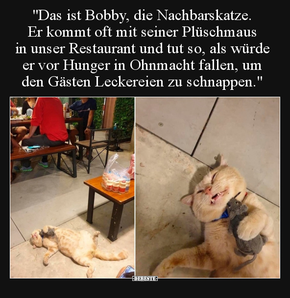 "Das ist Bobby, die Nachbarskatze. Er kommt oft mit seiner.." - Lustige Bilder | DEBESTE.de