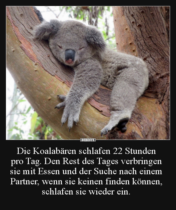 Die Koalabären schlafen 22 Stunden pro Tag. Den Rest des.. - Lustige Bilder | DEBESTE.de