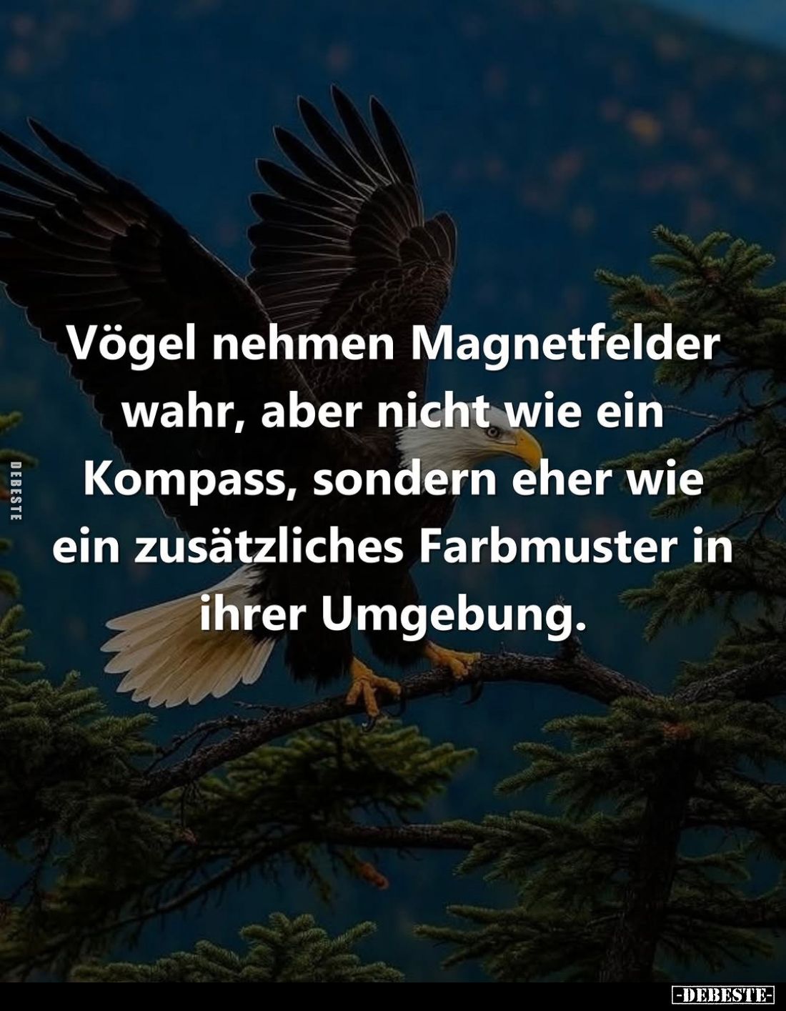 Vögel nehmen Magnetfelder wahr, aber nicht wie ein Kompass, sondern eher wie ein zusätzliches Farbmuster in ihrer Umgebung.