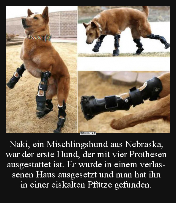 Naki, ein Mischlingshund aus Nebraska, war der erste Hund..
