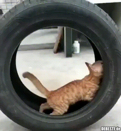 Katze im Reifen.. - Lustige Bilder | DEBESTE.de
