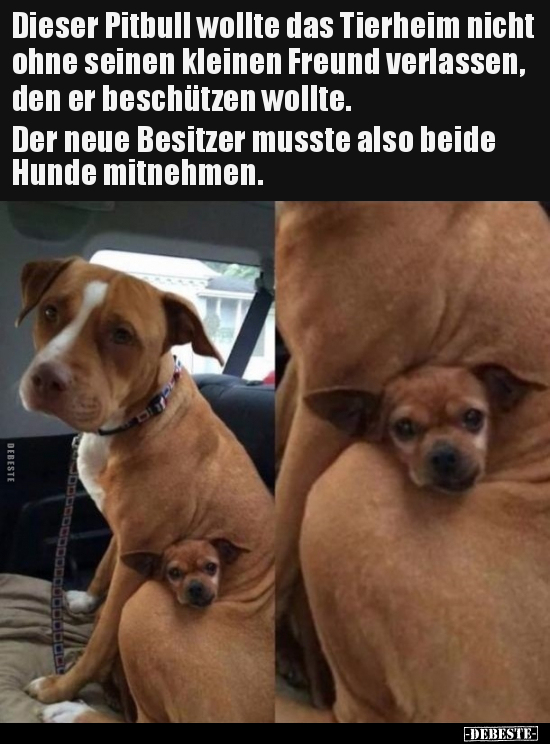 Dieser Pitbull wollte das Tierheim nicht ohne seinen.. - Lustige Bilder | DEBESTE.de