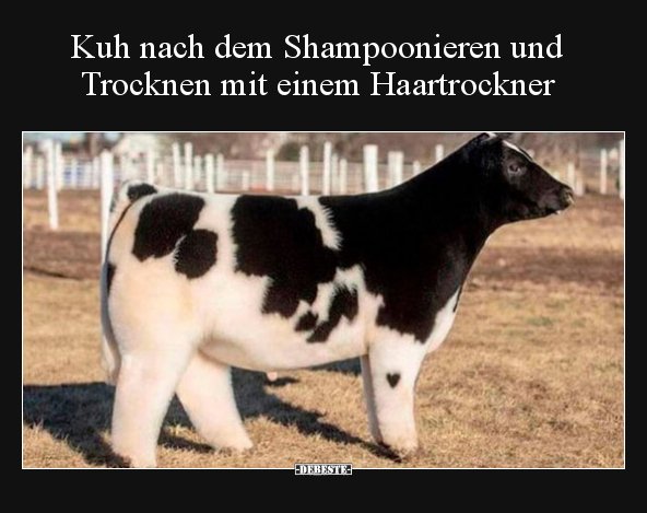 Kuh nach dem Shampoonieren und Trocknen mit einem.. - Lustige Bilder | DEBESTE.de