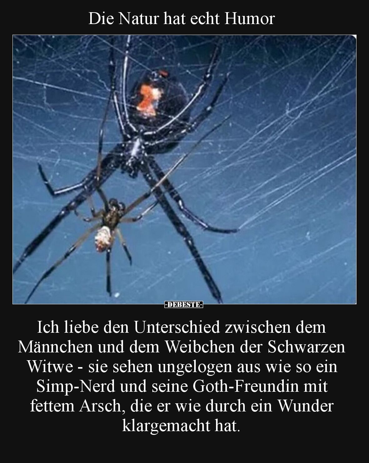 Die Natur hat echt Humor.
Ich liebe den Unterschied zwischen dem Männchen und dem Weibchen der Schwarzen Witwe - sie sehen...