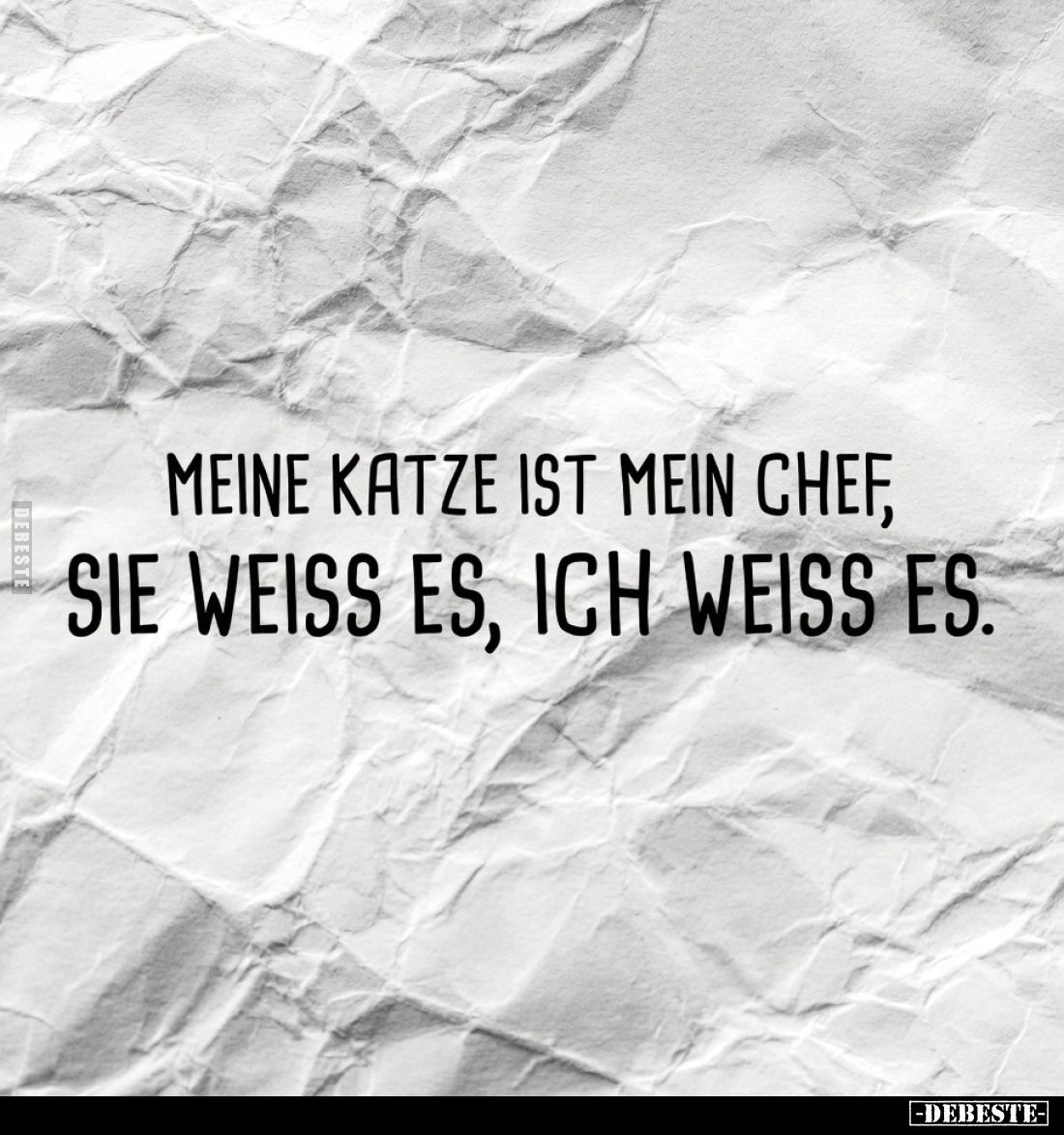 Meine Katze ist mein Chef, sie weiss es, ich weiss es.