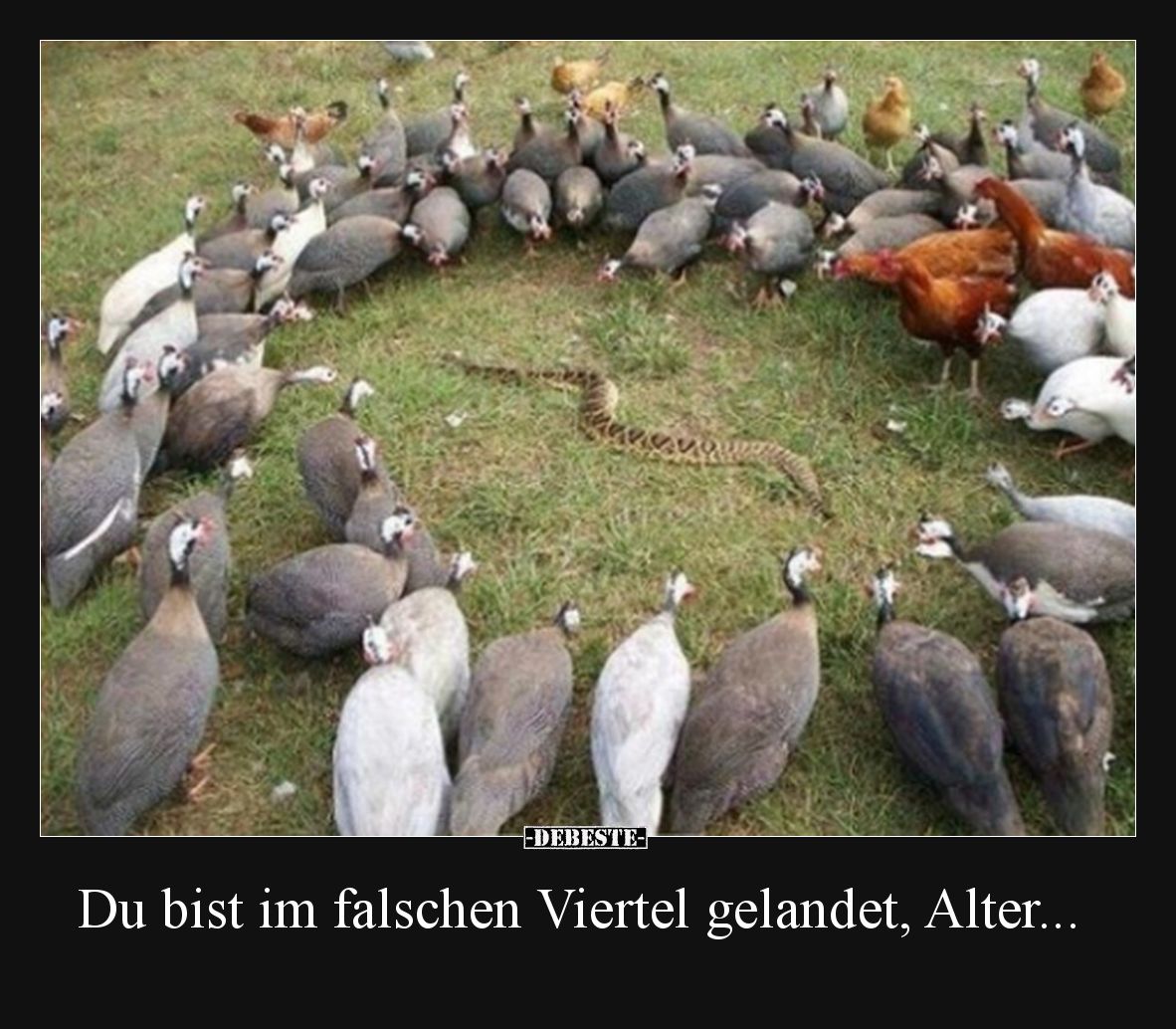 Du bist im falschen Viertel gelandet, Alter...