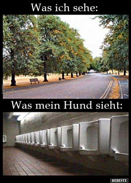 Was ich sehe: / Was mein Hund sieht..