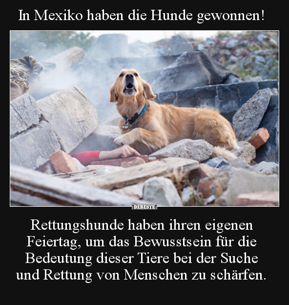 In Mexiko haben die Hunde gewonnen!.. - Lustige Bilder | DEBESTE.de